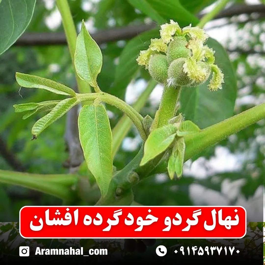نهال گردو خود گرده افشان
