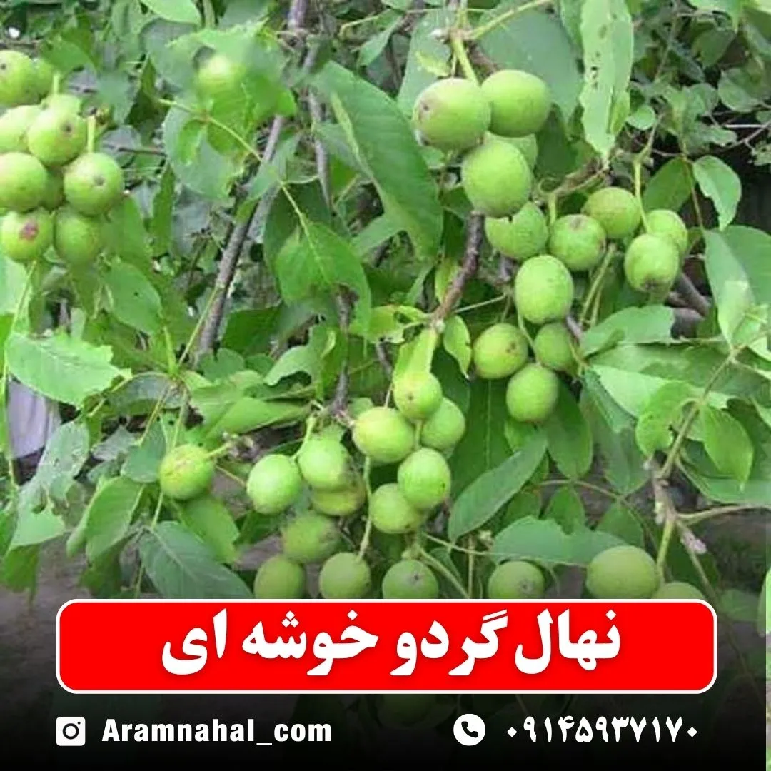 نهال گردو خوشه ای