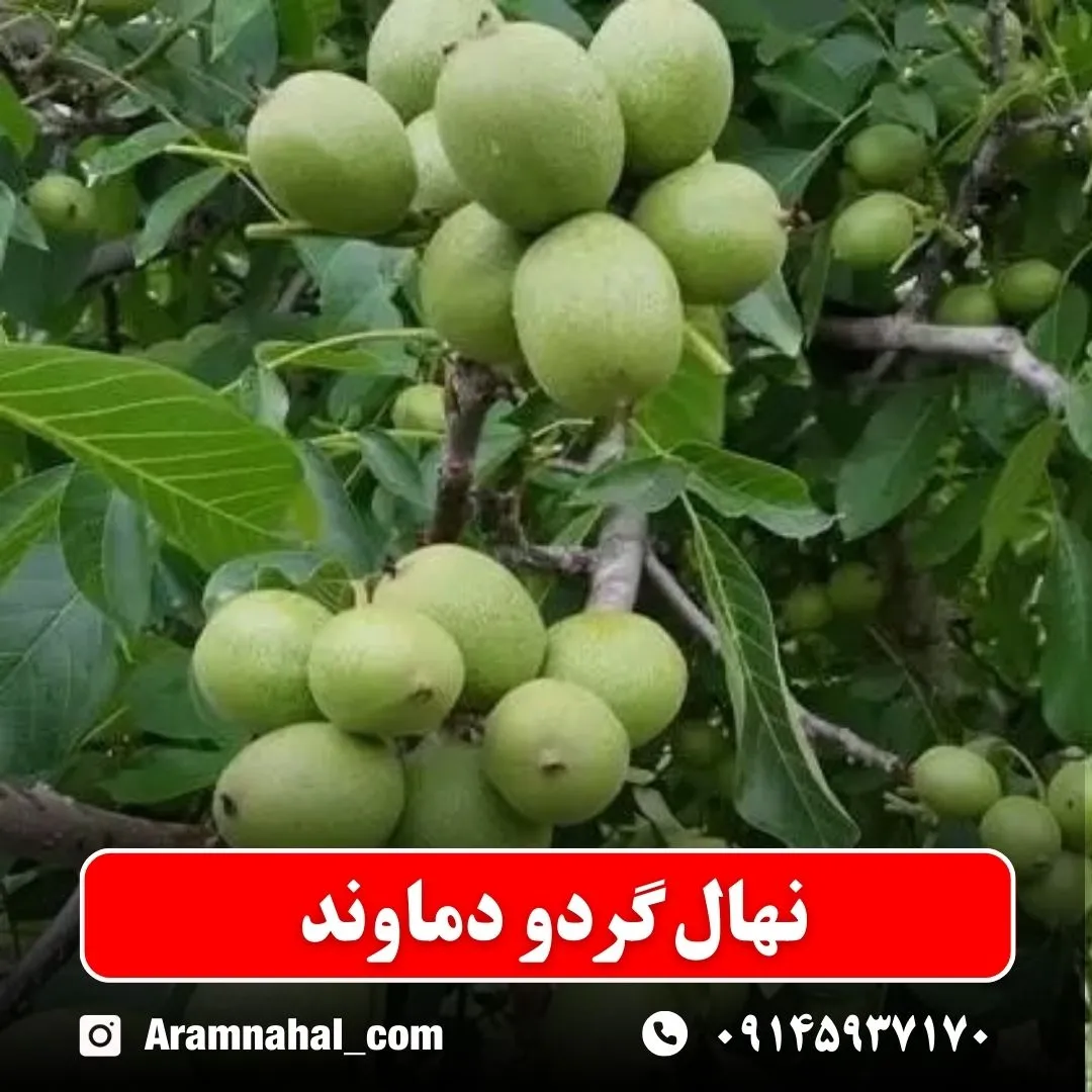 نهال گردو دماوند