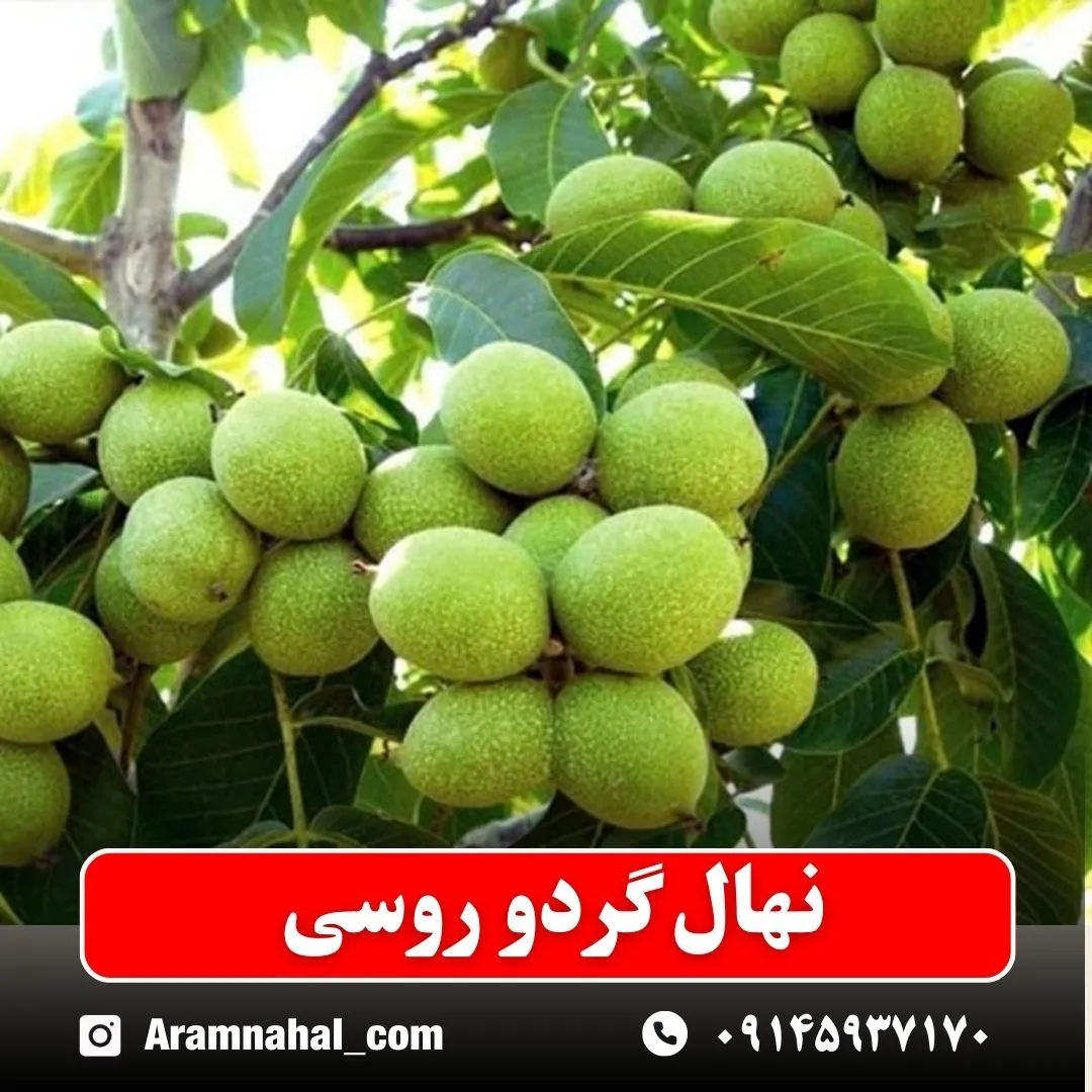 نهال گردو روسی