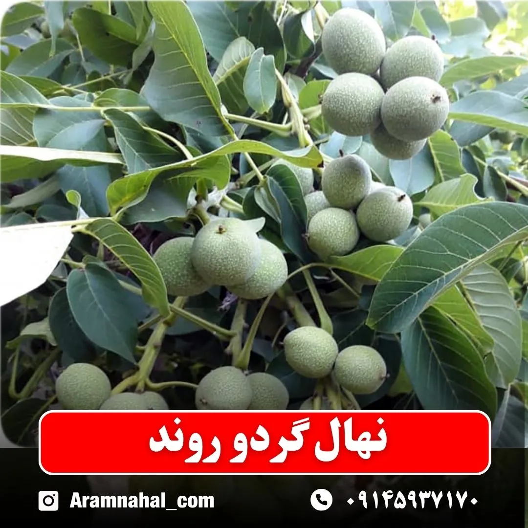 نهال گردو روند