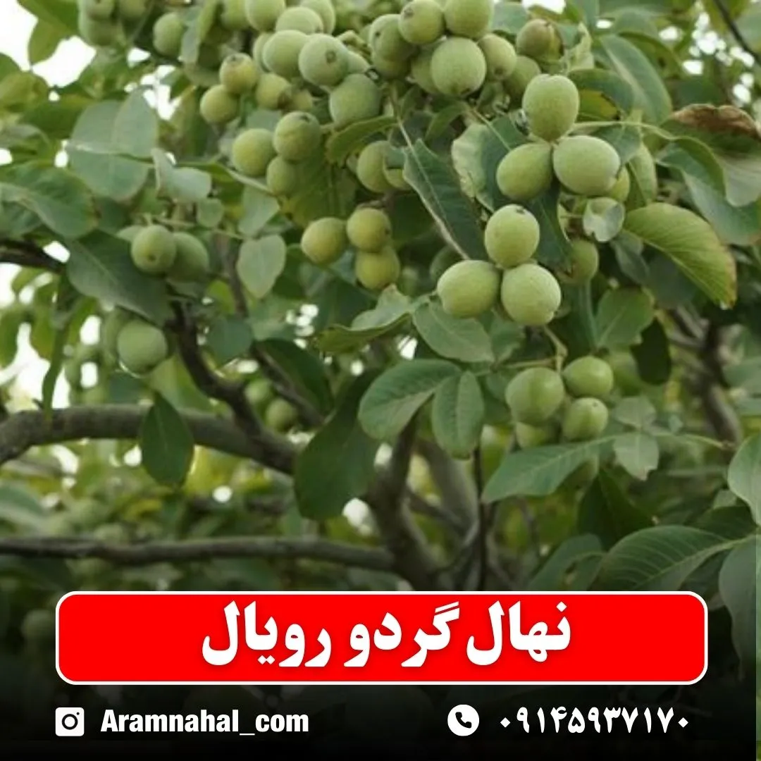نهال گردو رویال