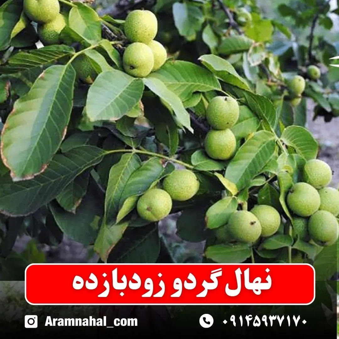 نهال گردو زودبازده