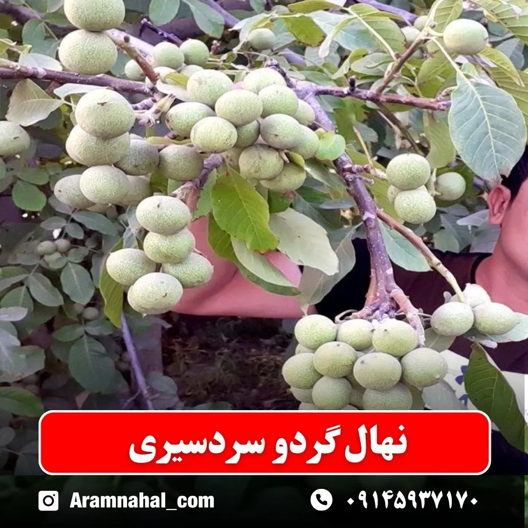 نهال گردو سردسیری