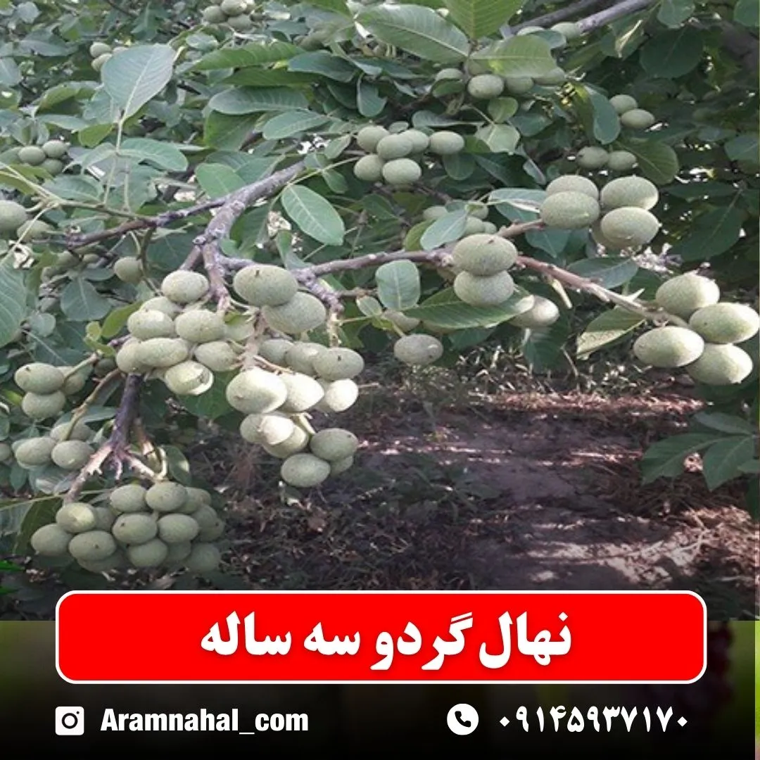 نهال گردو سه ساله