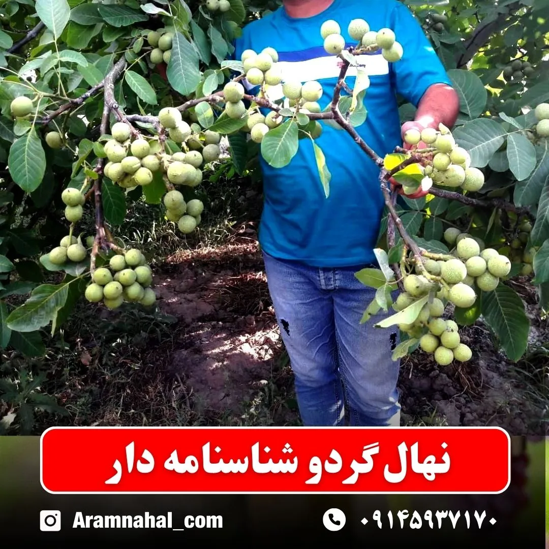 نهال گردو شناسنامه دار