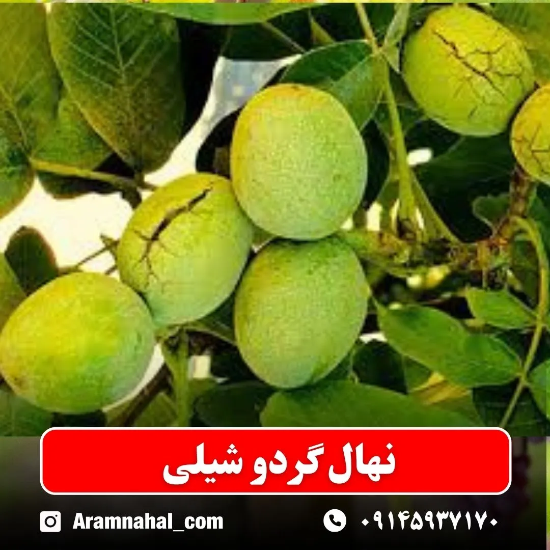 نهال گردو شیلی