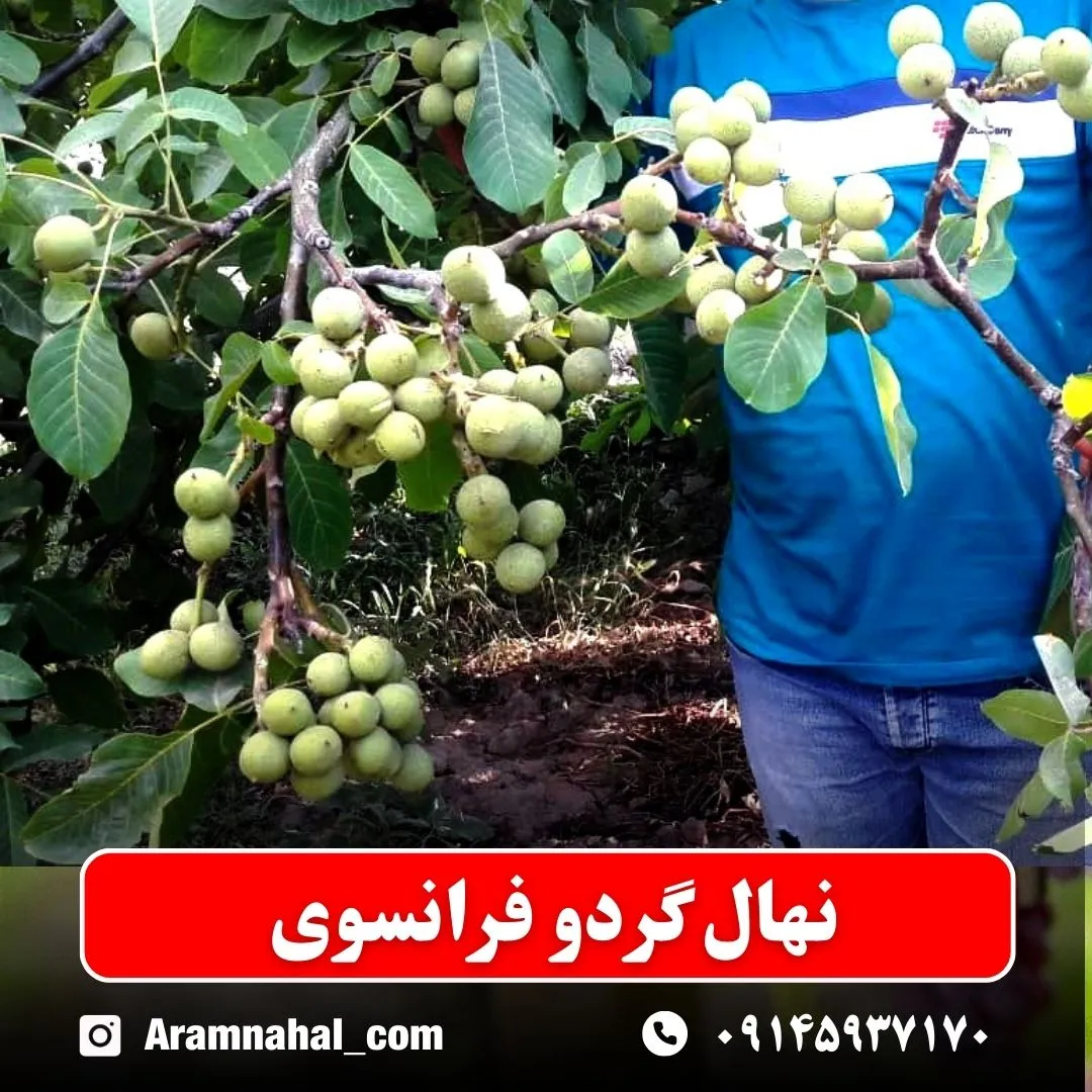 نهال گردو فرانسوی