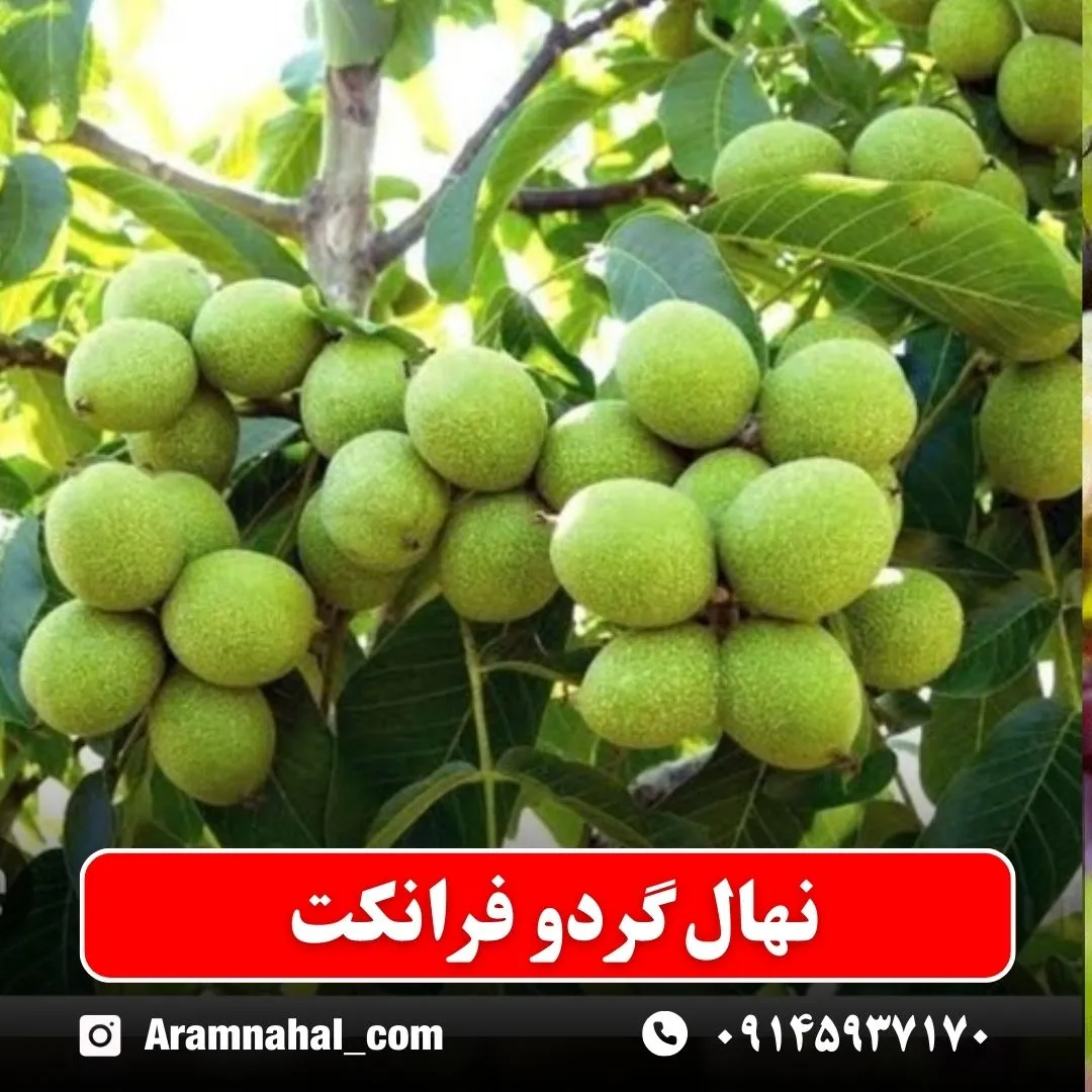 نهال گردو فرانکت