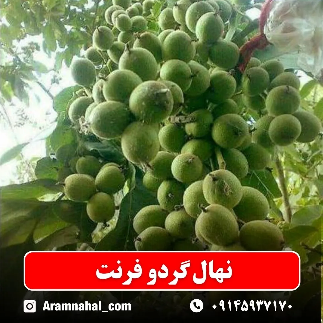 نهال گردو فرنت