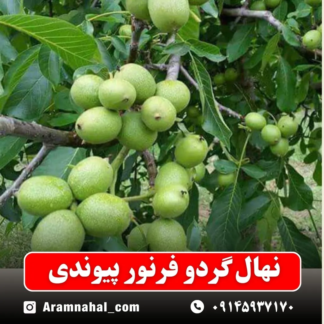 نهال گردو فرنور پیوندی