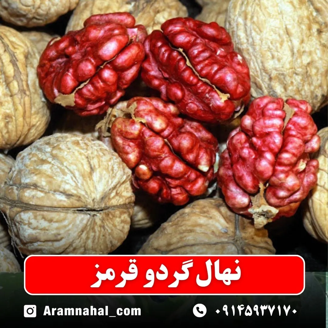 نهال گردو قرمز
