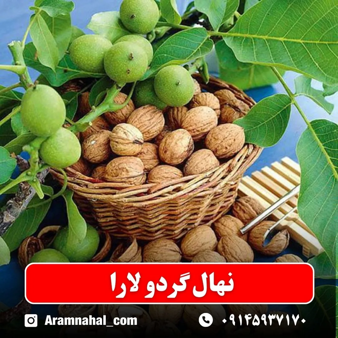 نهال گردو لارا