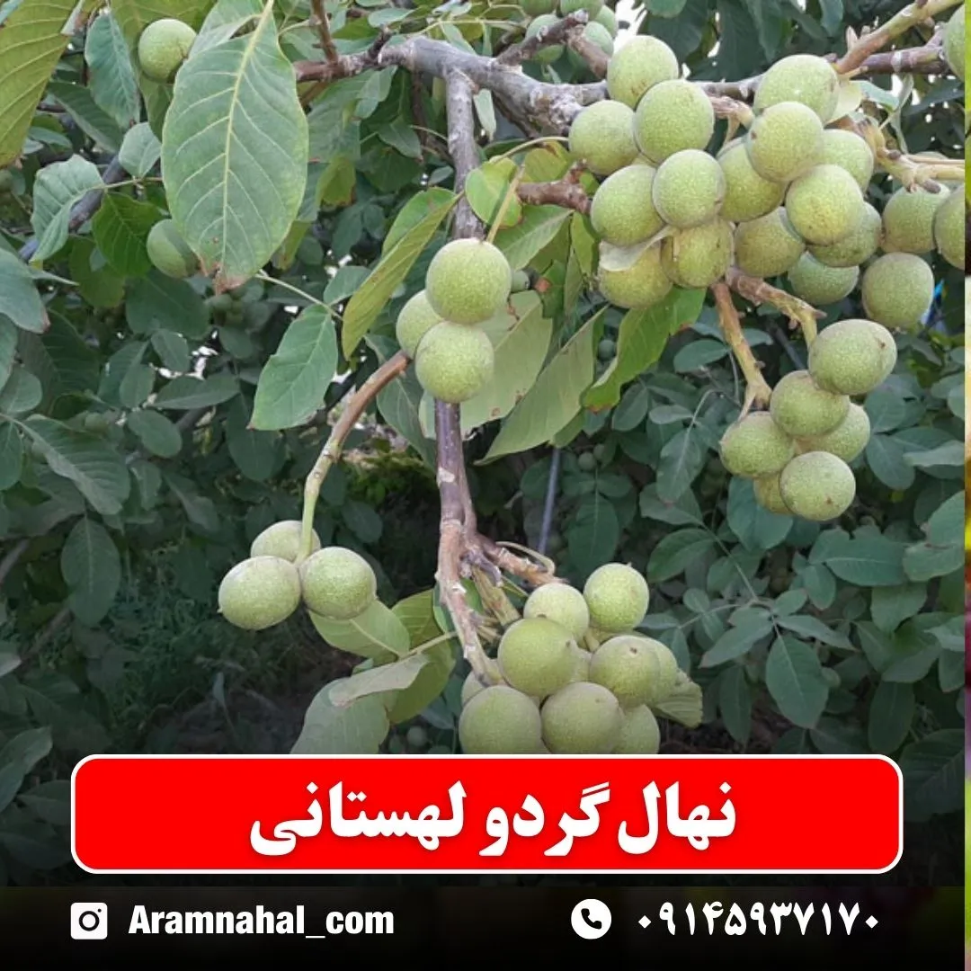 نهال گردو لهستانی