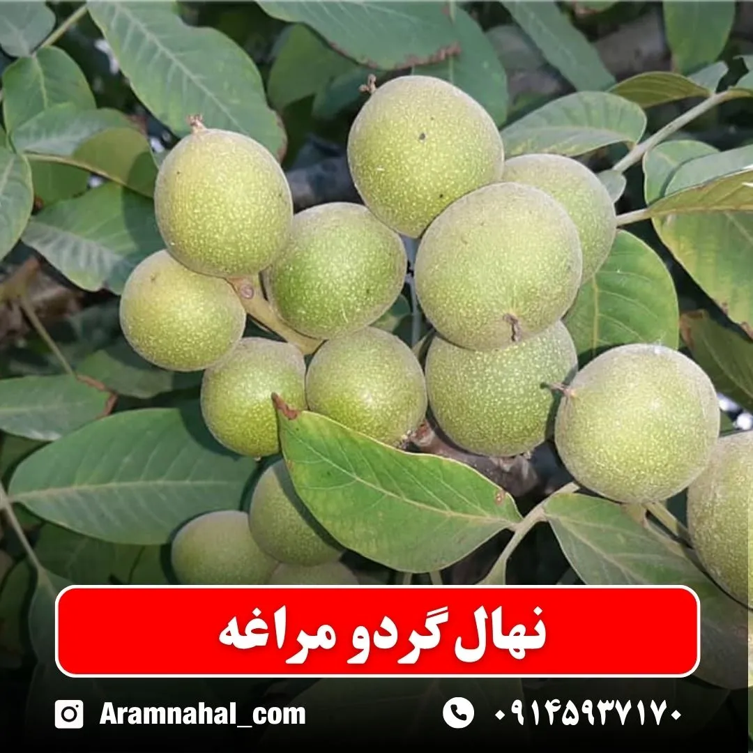 نهال گردو ژنوتیپ مراغه