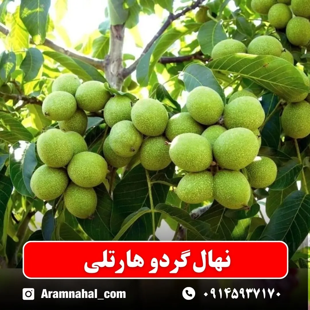 نهال گردو هارتلی