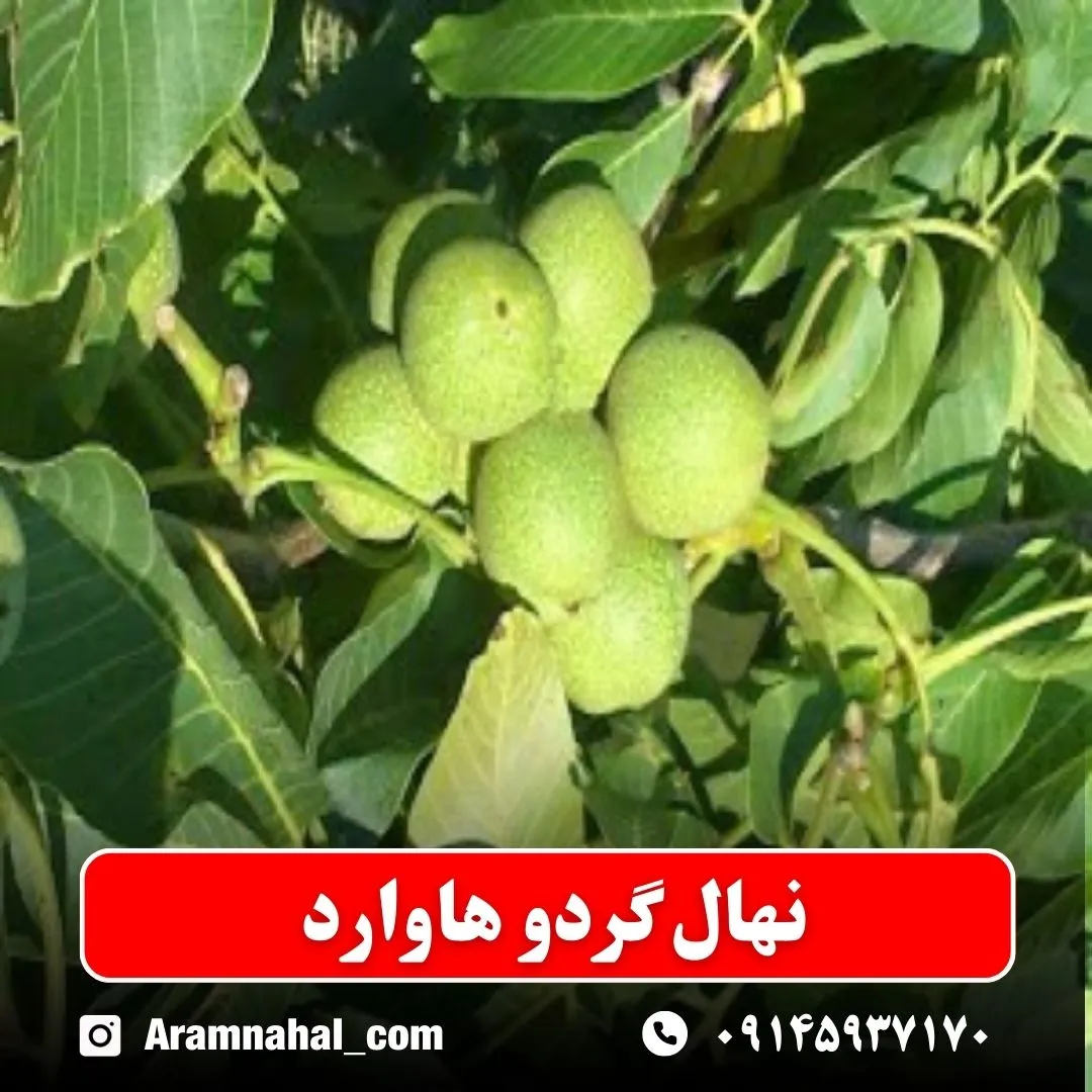 نهال گردو هاوارد