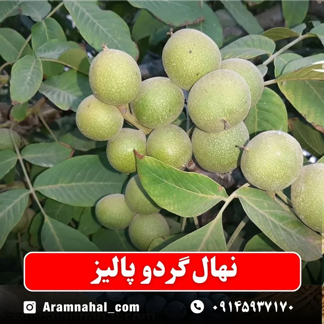 نهال گردو پالیز