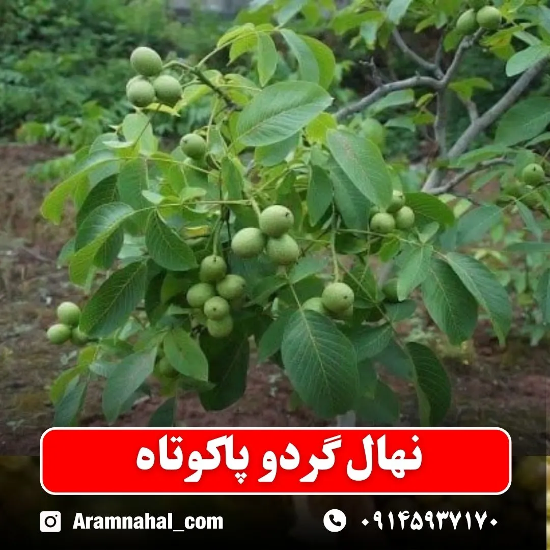 نهال گردو پاکوتاه