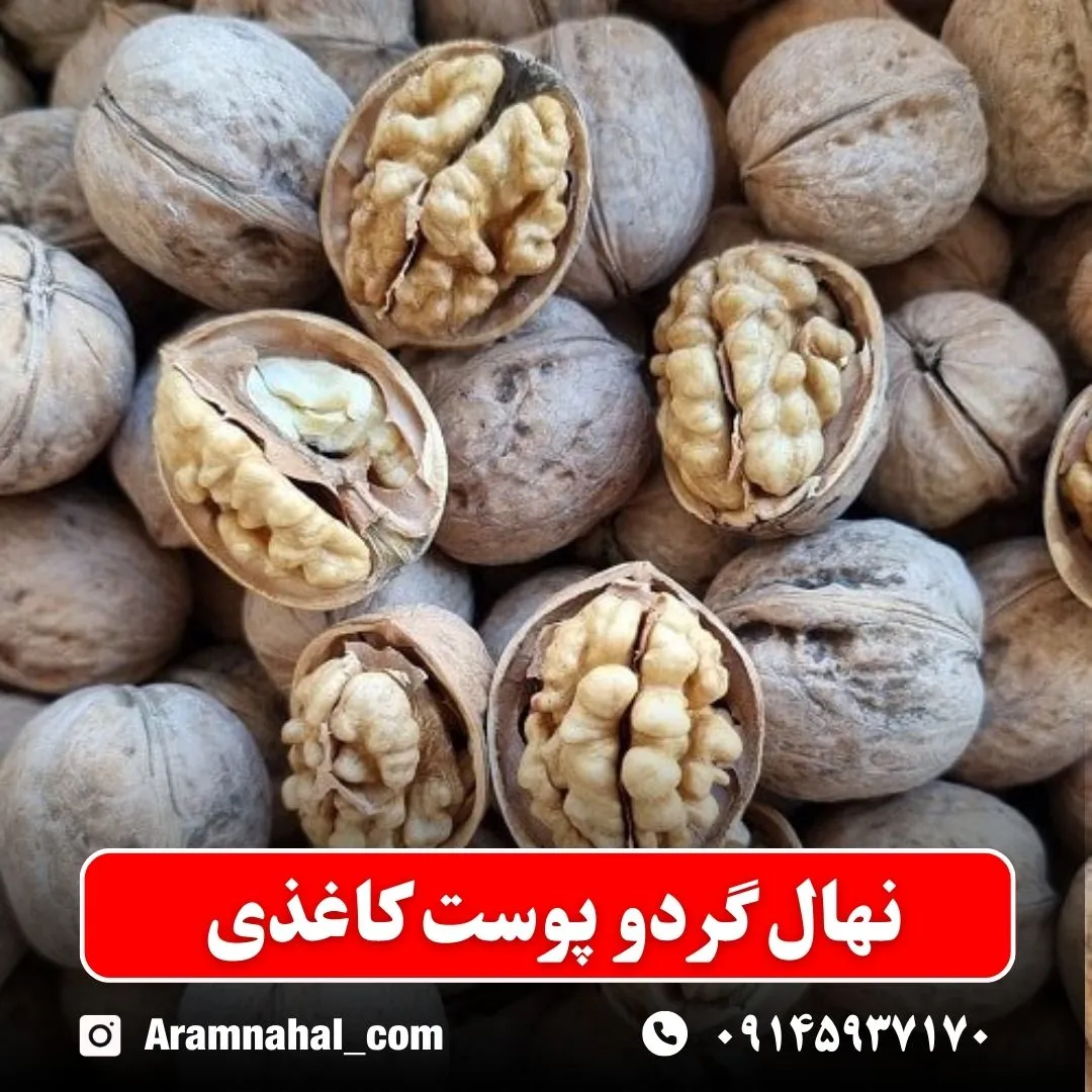 نهال گردو پوست کاغذی