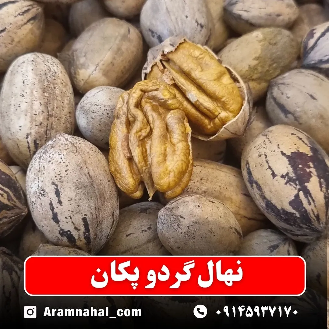 نهال گردو پکان آمریکایی
