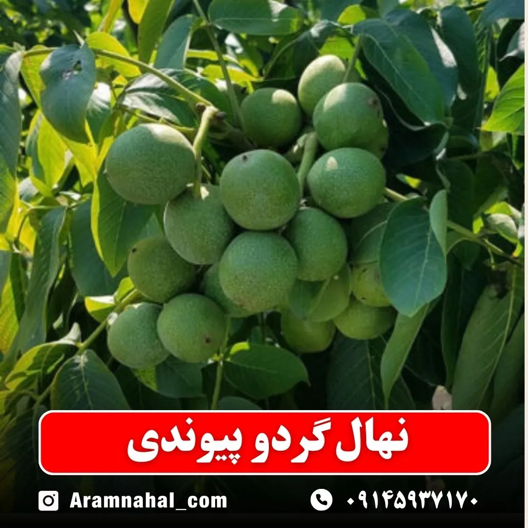 نهال گردو پیوندی