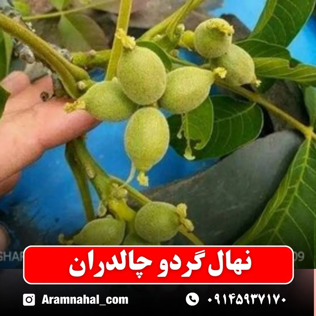 نهال گردو چالدران