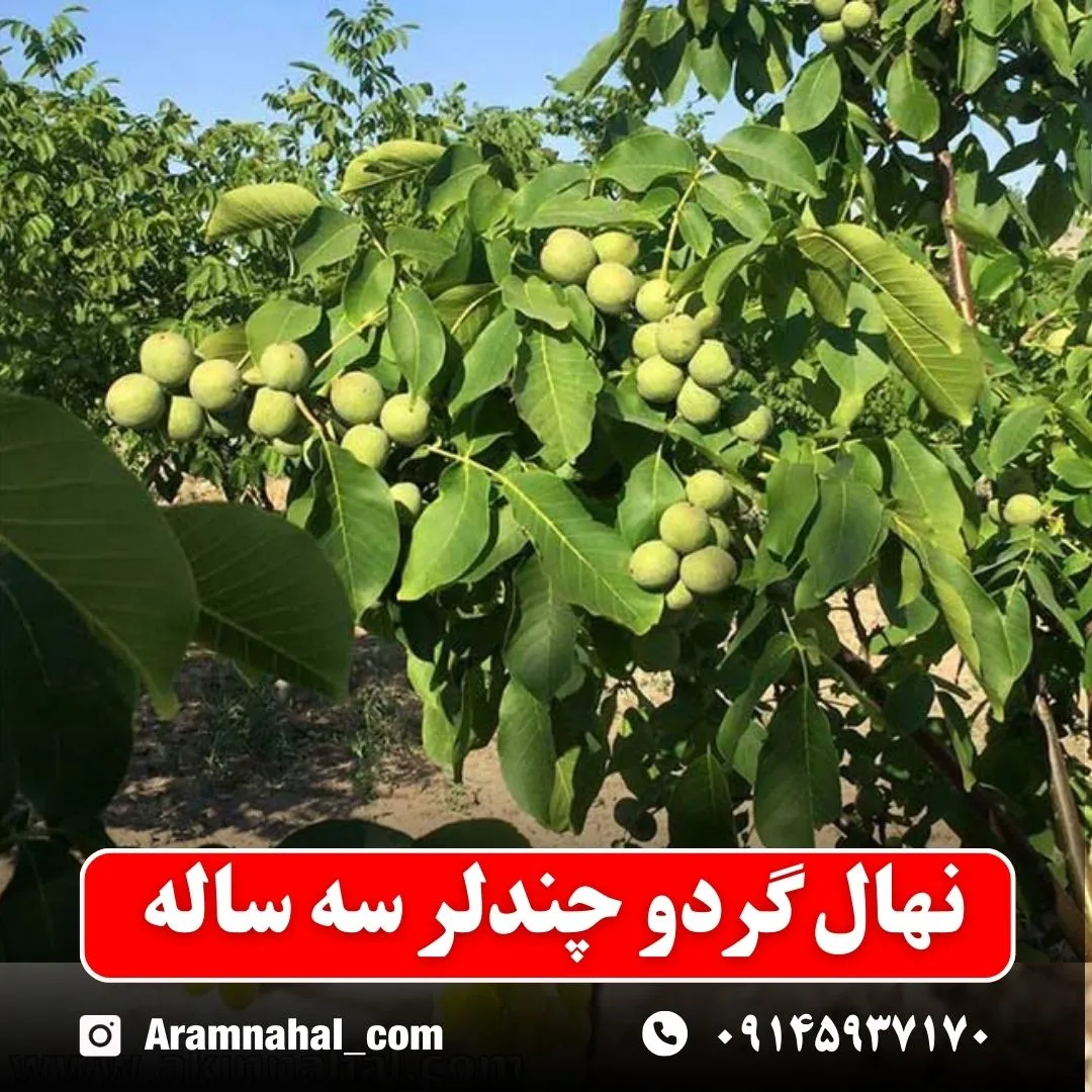 نهال گردو چندلر سه ساله