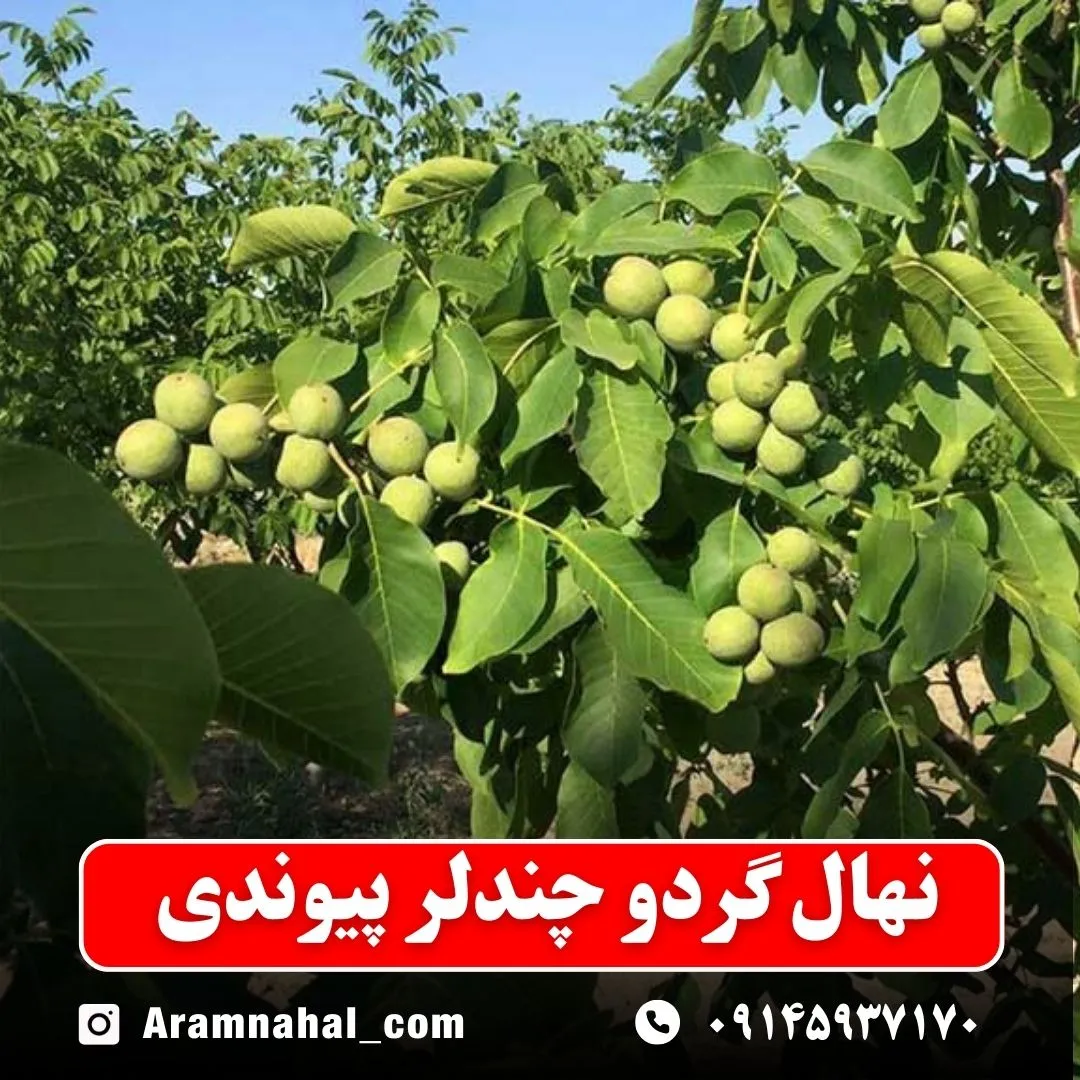 نهال گردو چندلر پیوندی