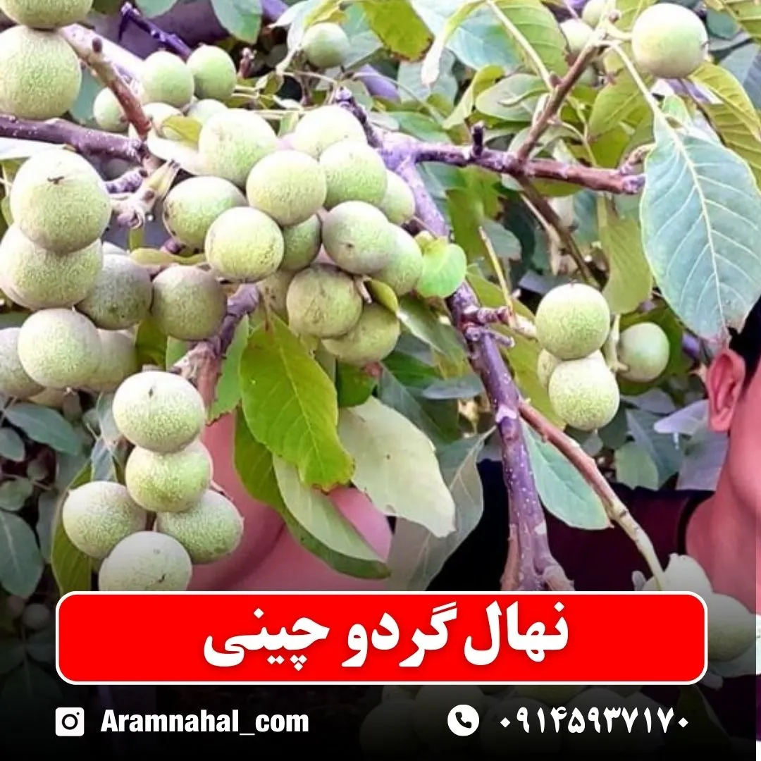 نهال گردو چینی