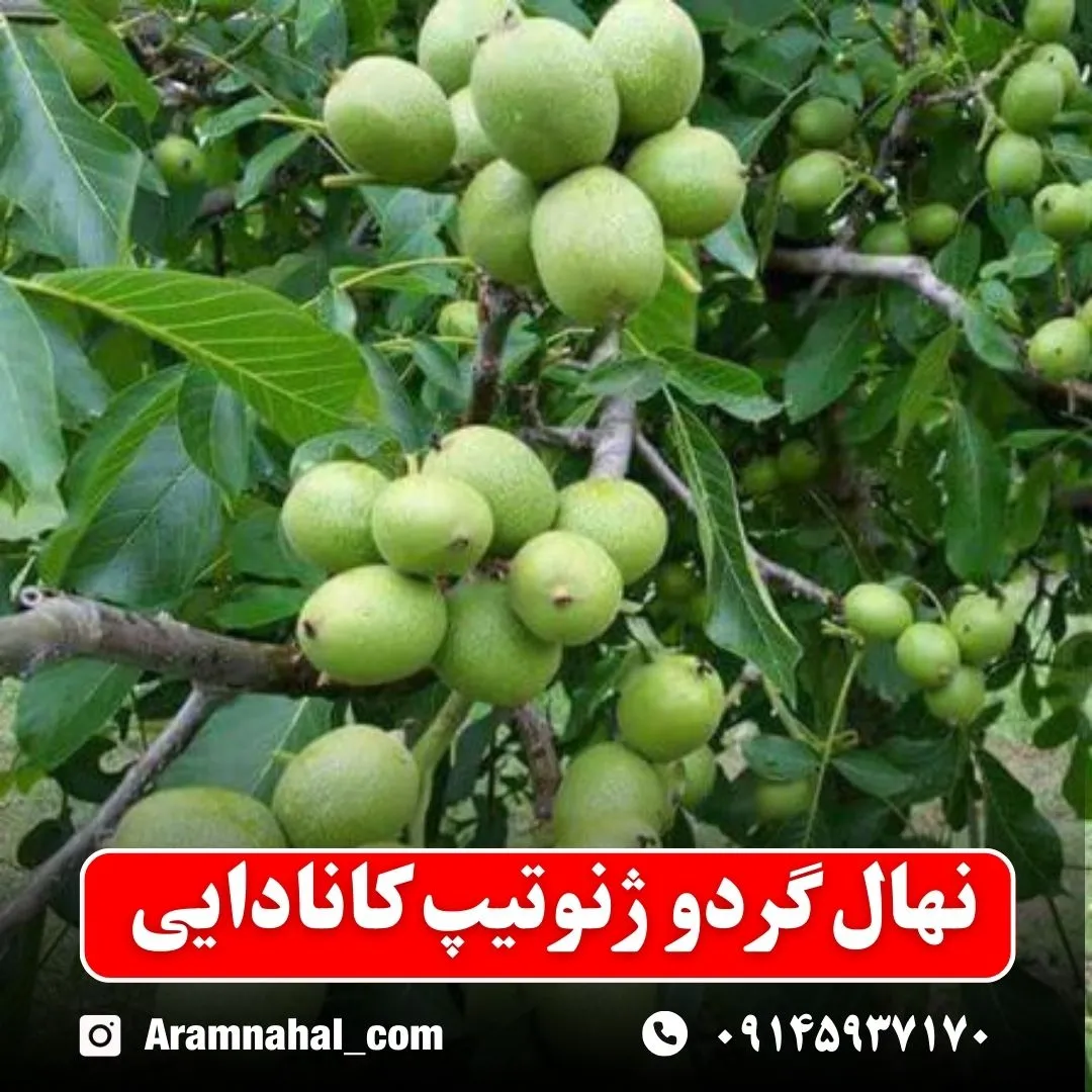 نهال گردو ژنوتیپ کانادایی
