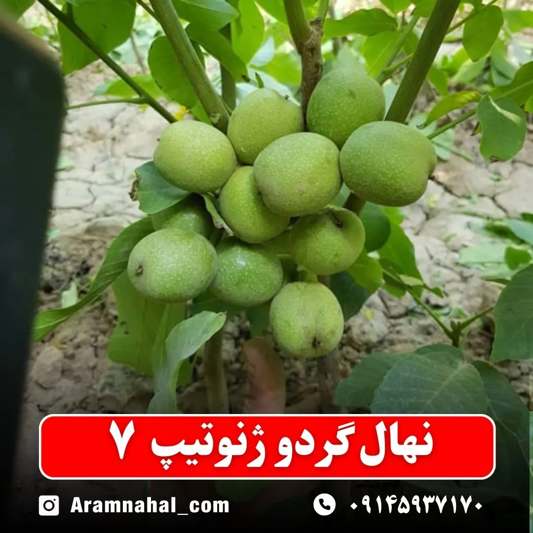 نهال گردو ژنوتیپ 7
