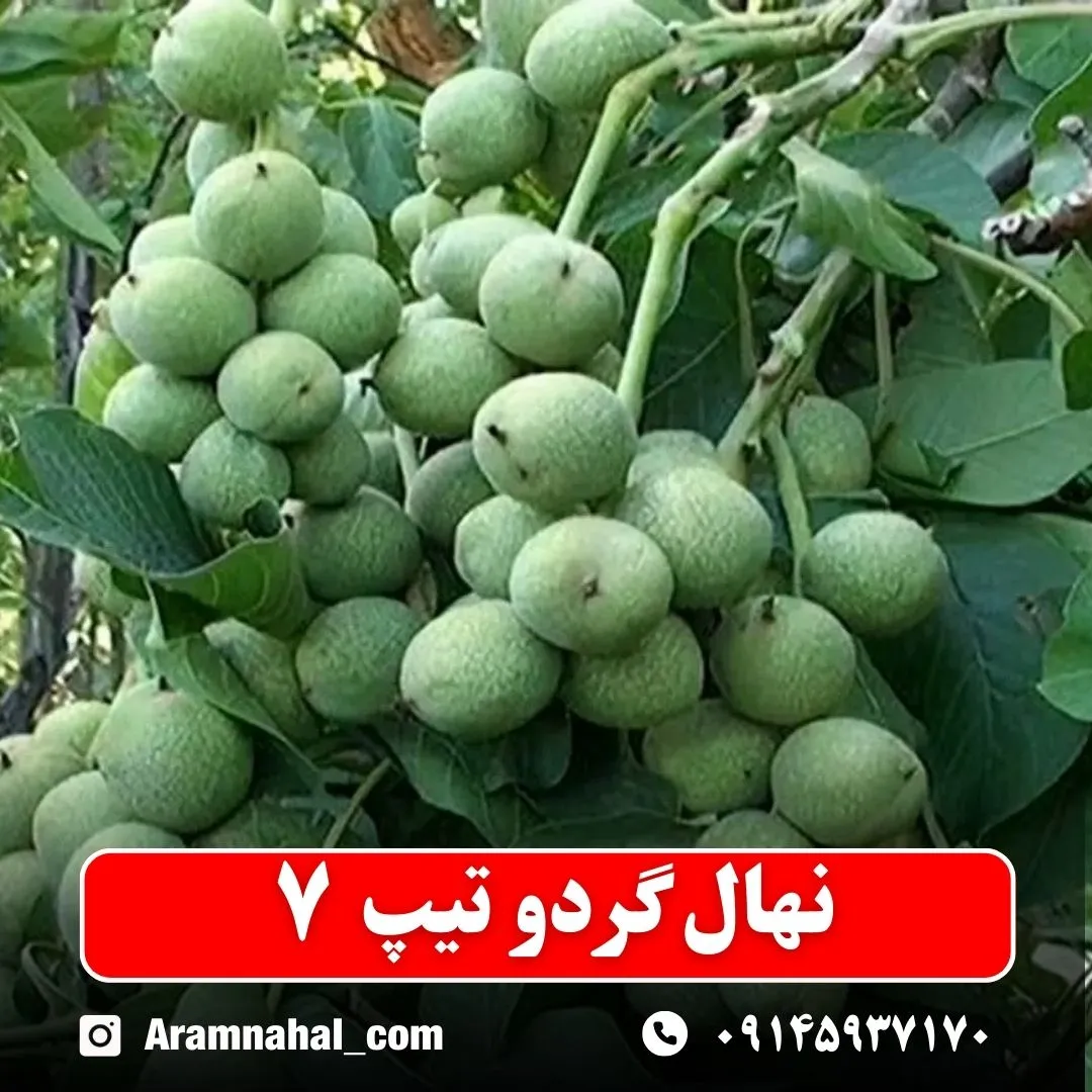 نهال گردو تیپ 7