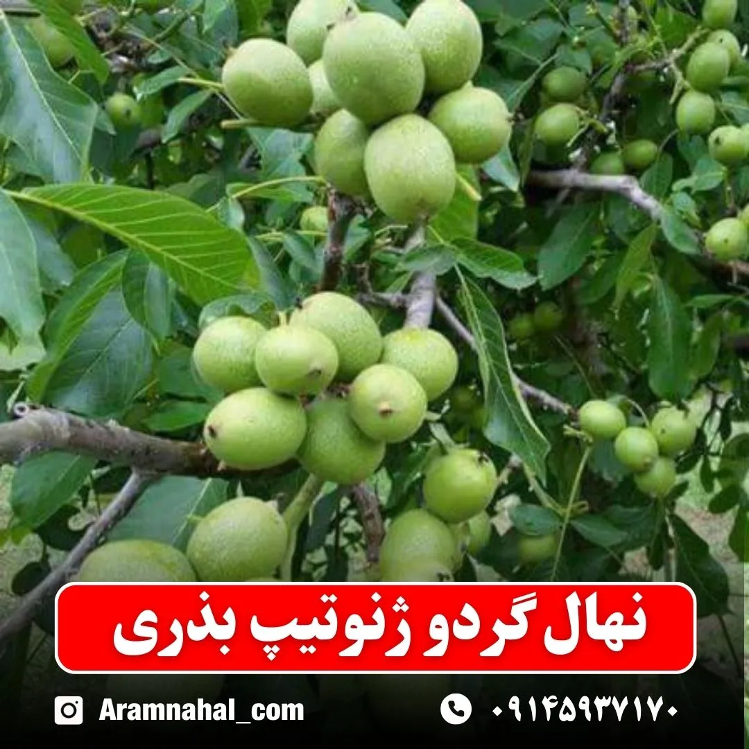 نهال گردو ژنوتیپ بذری