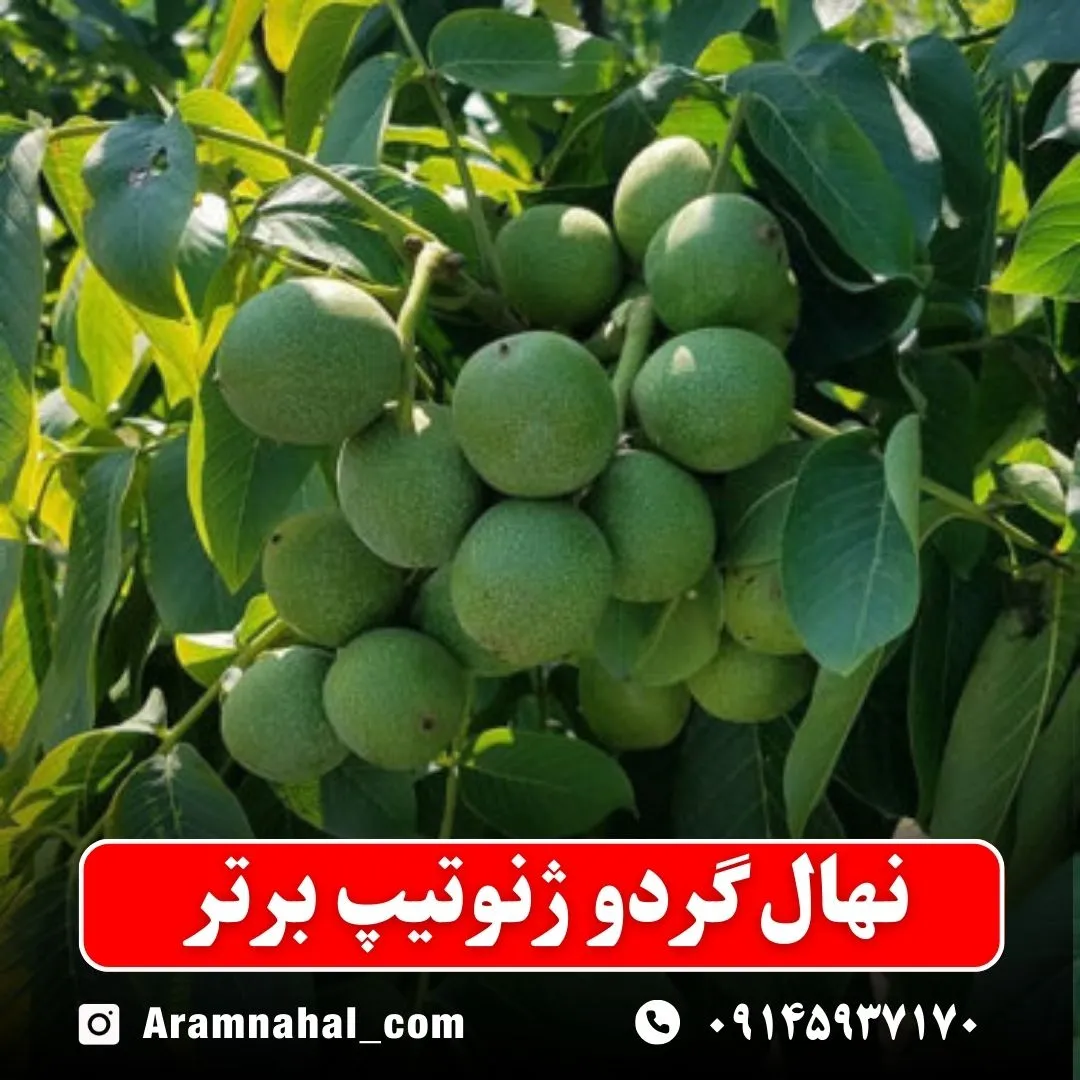 نهال گردو ژنوتیپ برتر