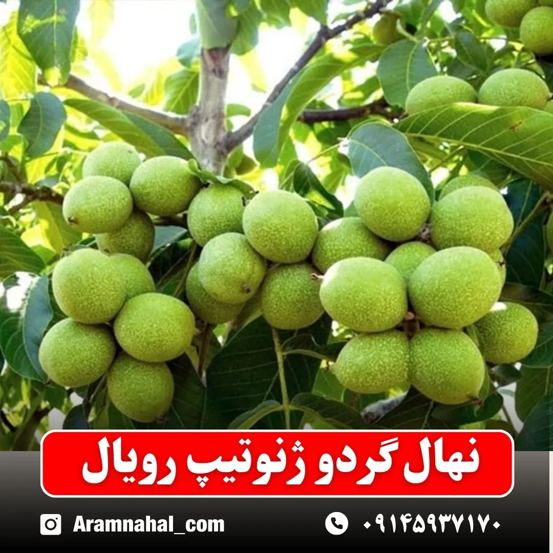 نهال گردو ژنوتیپ رویال