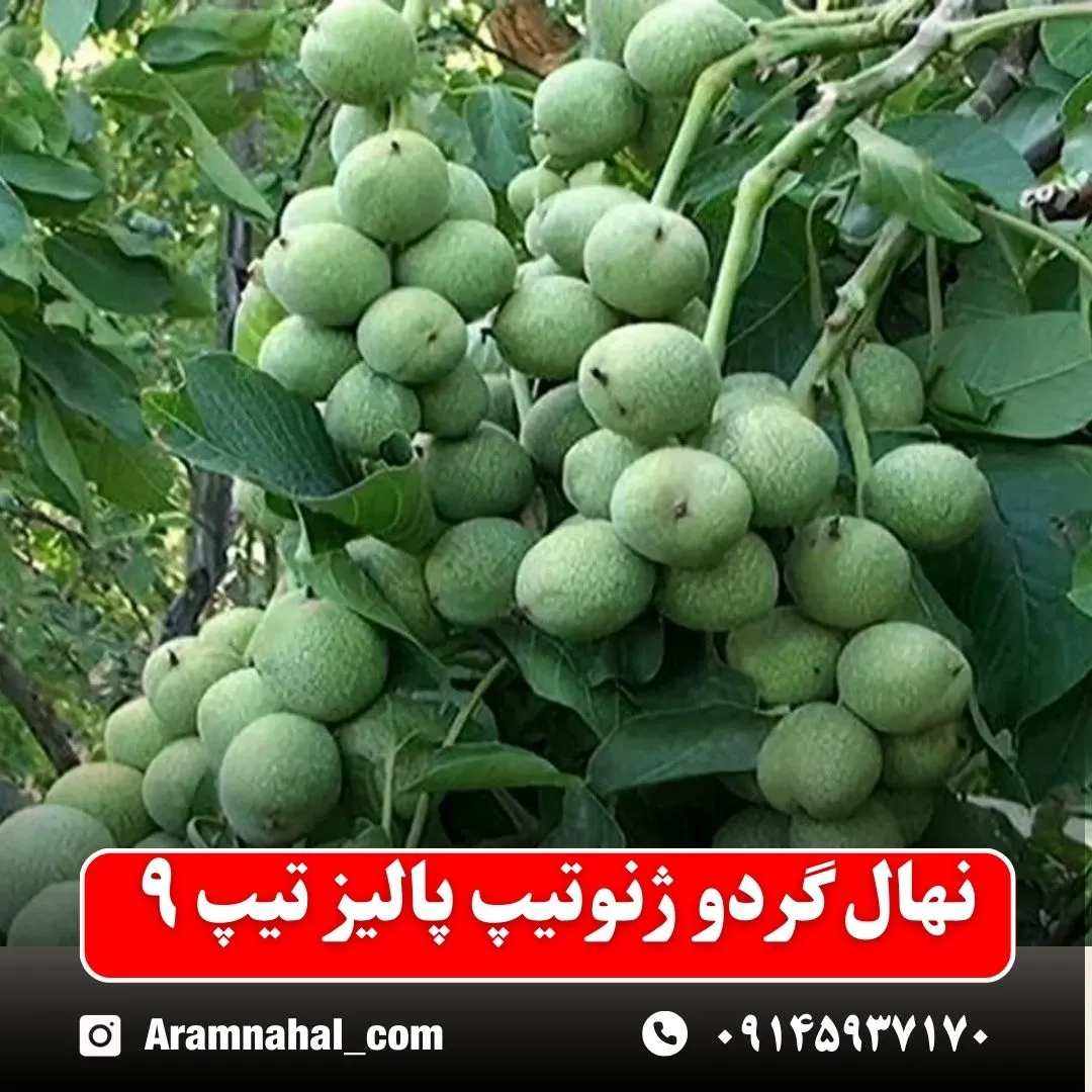 نهال گردو ژنوتیپ پالیز تیپ ۹