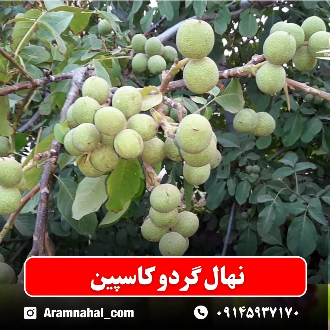 نهال-گردو-کاسپین-نهالستان-آرام-نهال نهال گردو کاسپین
