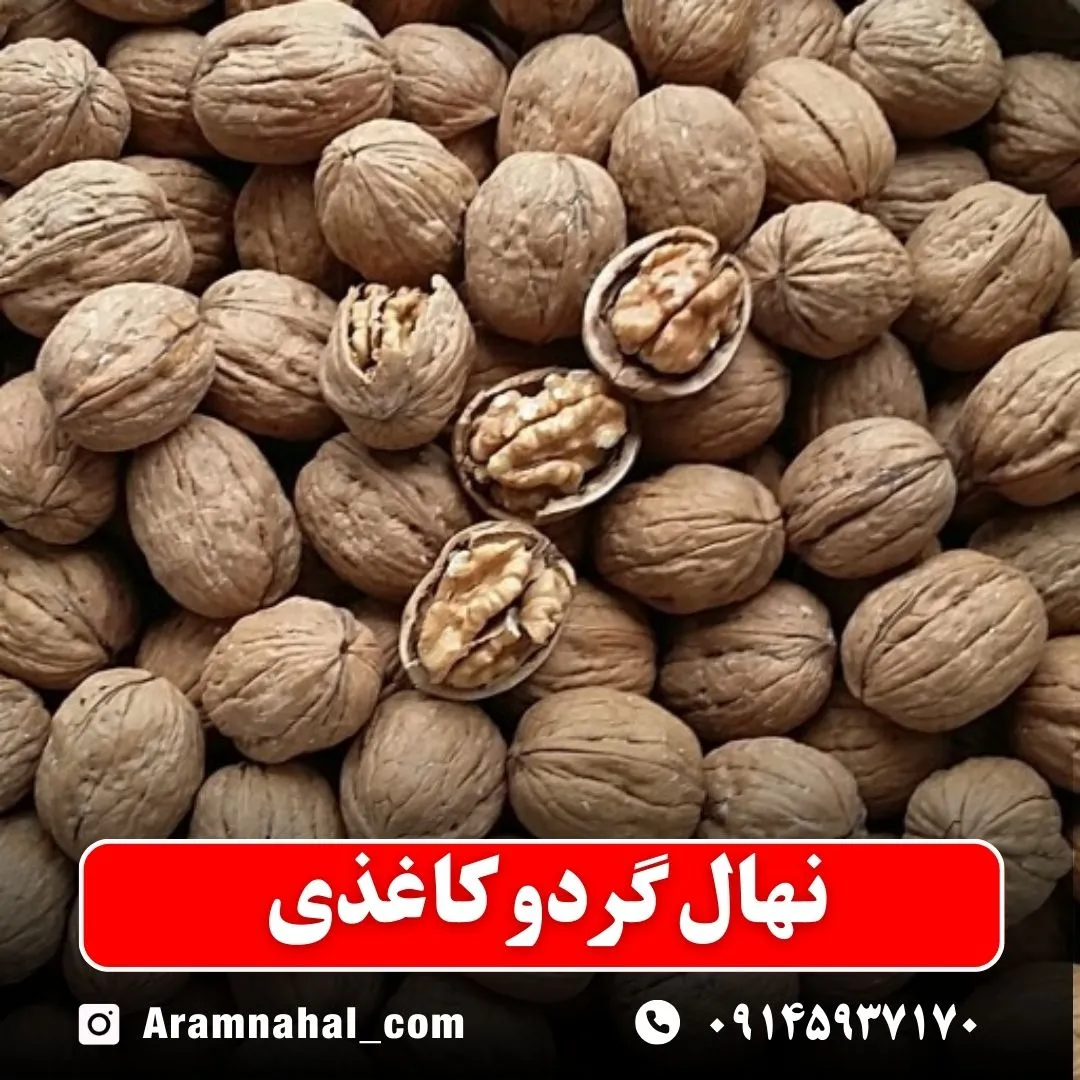 نهال گردو کاغذی