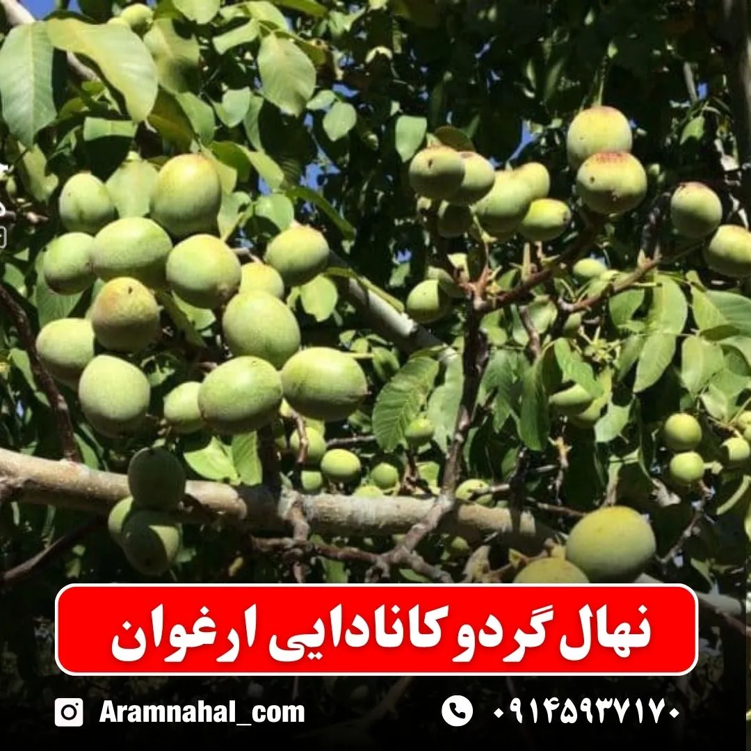 نهال گردو کانادایی ارغوان