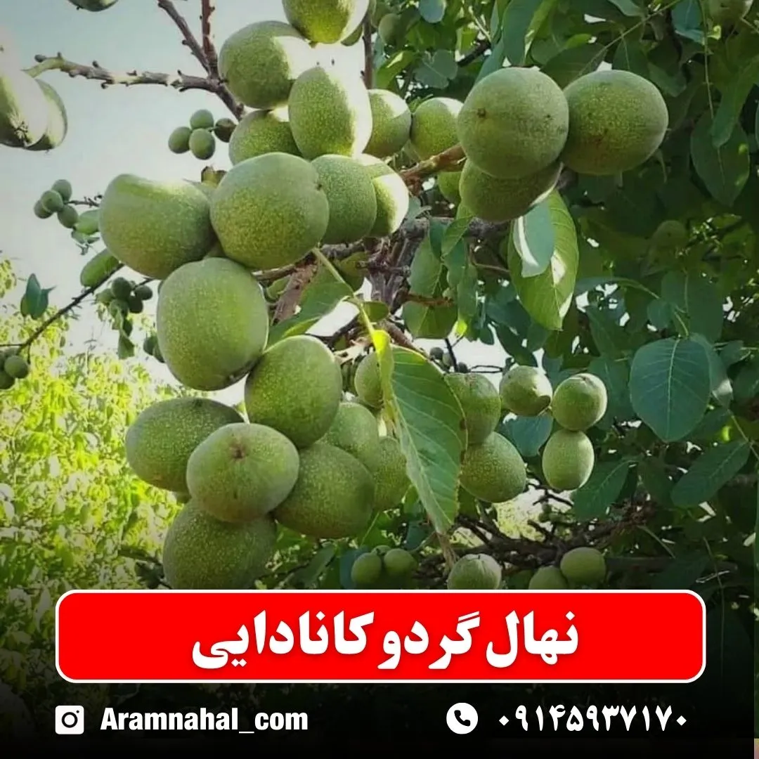 نهال گردو کانادایی