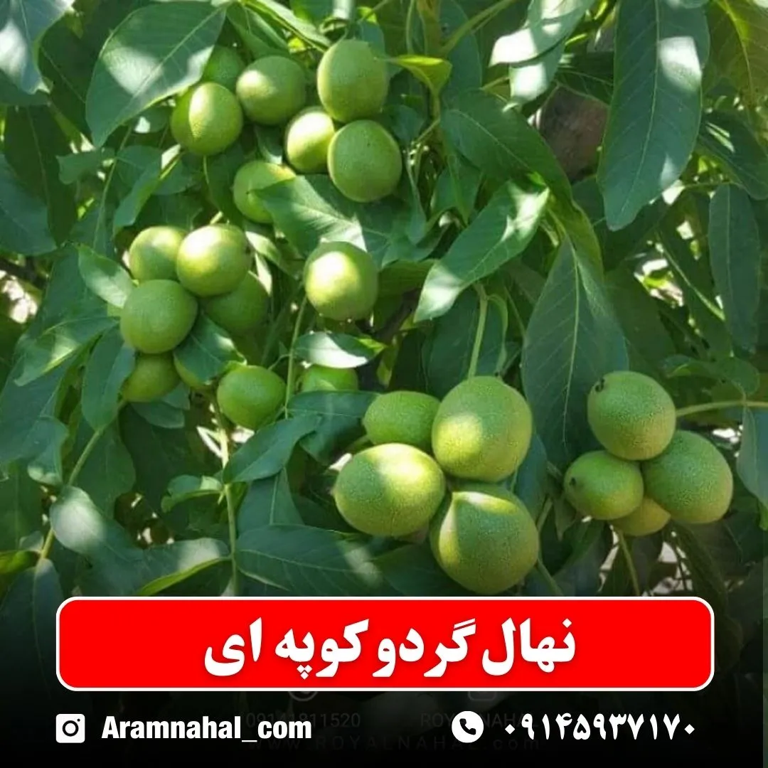 نهال گردو کوپه ای