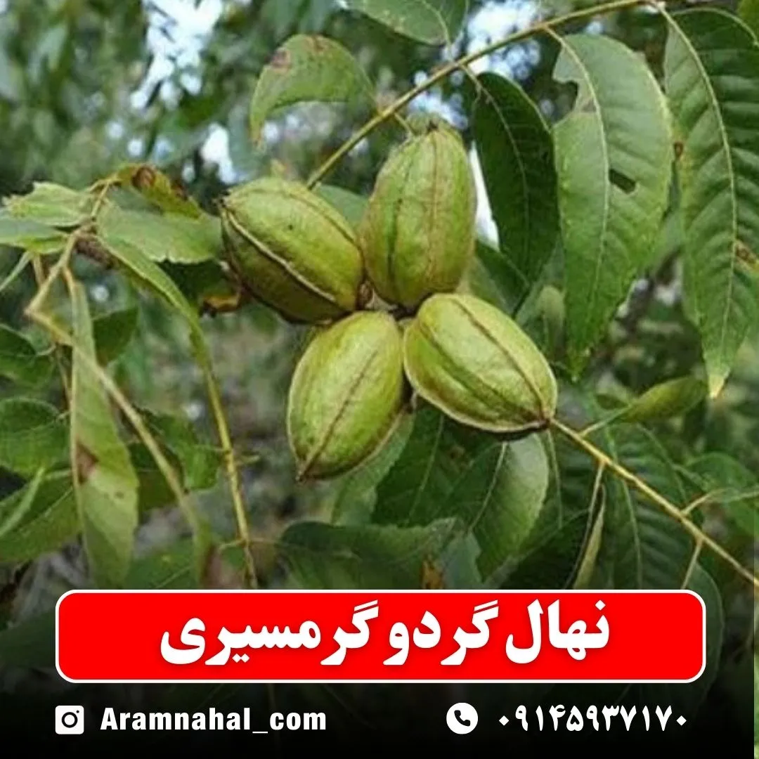 نهال گردو گرمسیری