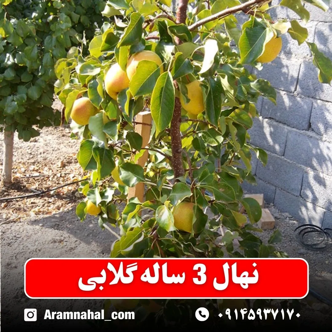 نهال 3 ساله گلابی