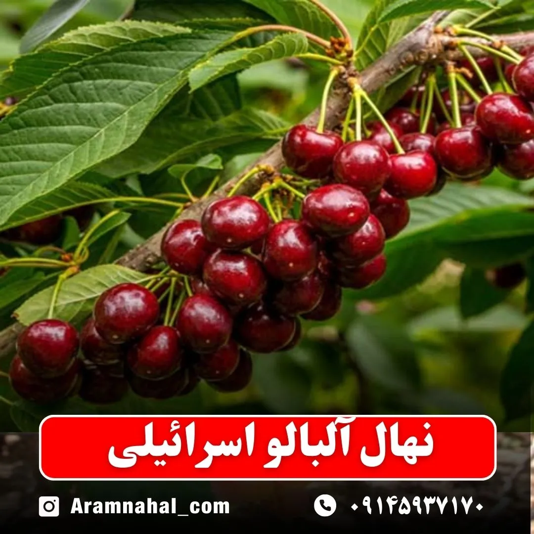 نهال آلبالو اسرائیلی -نهالستان آرام نهال