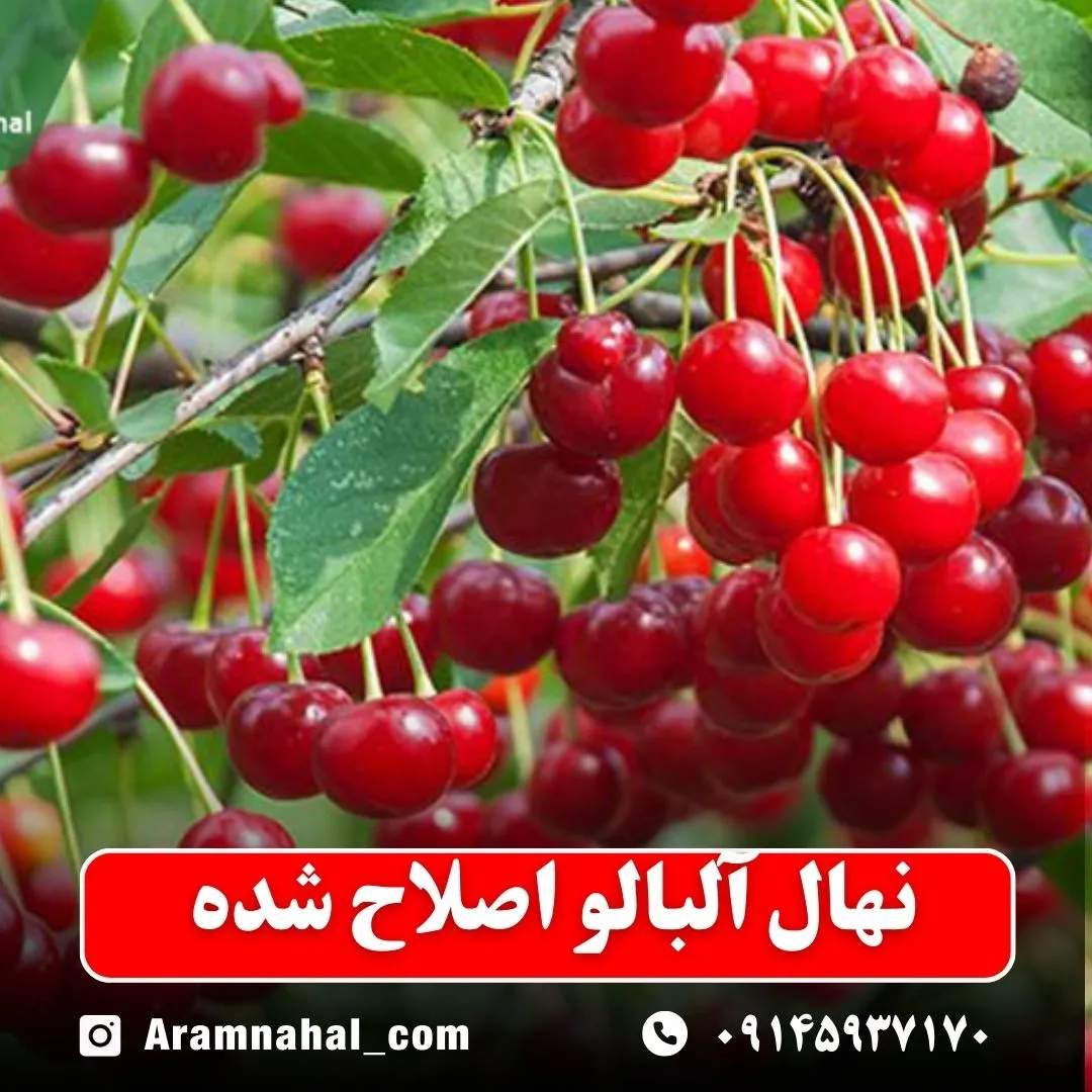 نهال آلبالو اصلاح شده -نهالستان آرام نهال