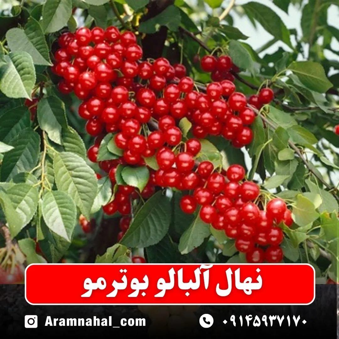 نهال آلبالو بوترمو -نهالستان آرام نهال