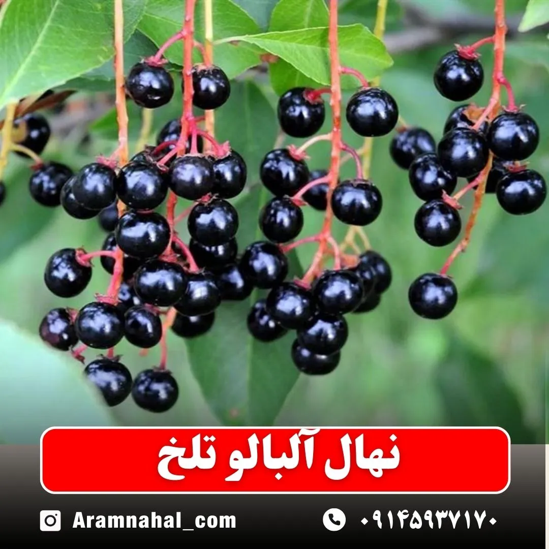 نهال آلبالو تلخ -نهالستان آرام نهال