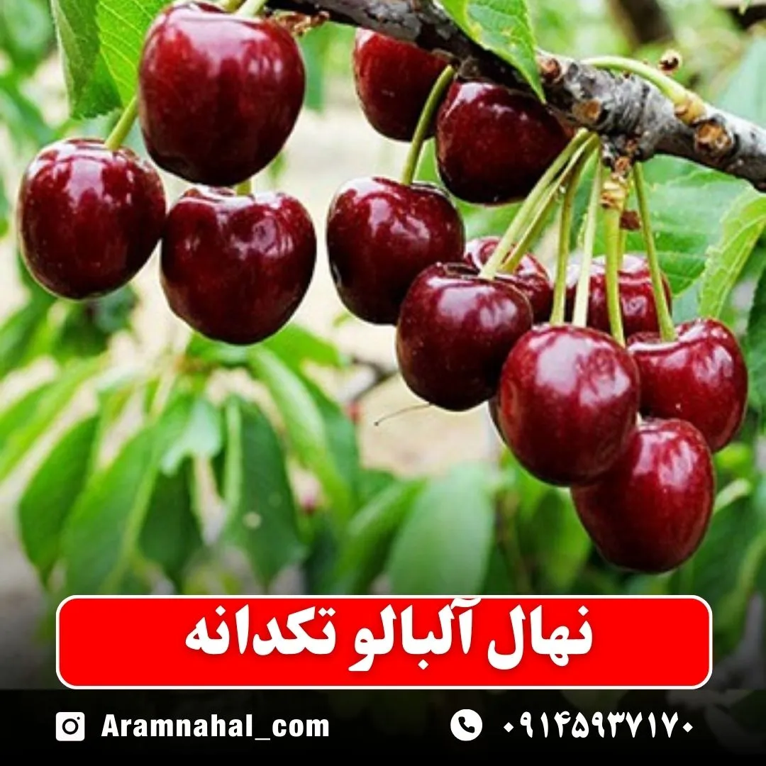 نهال آلبالو تکدانه -نهالستان آرام نهال