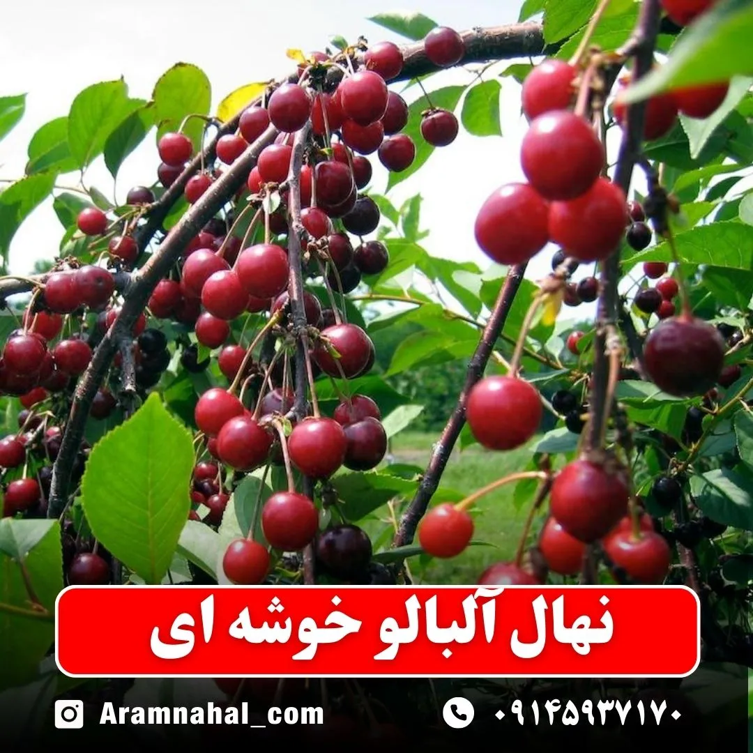 نهال آلبالو خوشه ای -نهالستان آرام نهال